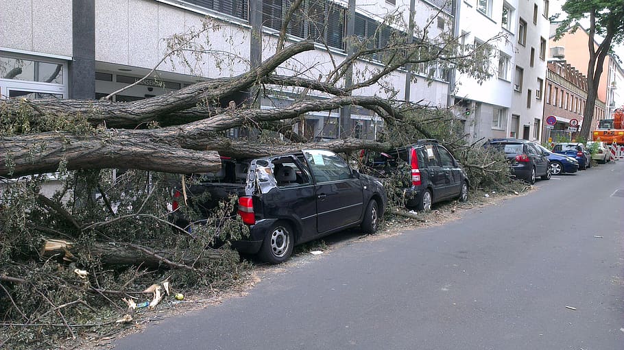 fallen tree, auto, forward, tornado, damage, insurance, road HD wallpaper