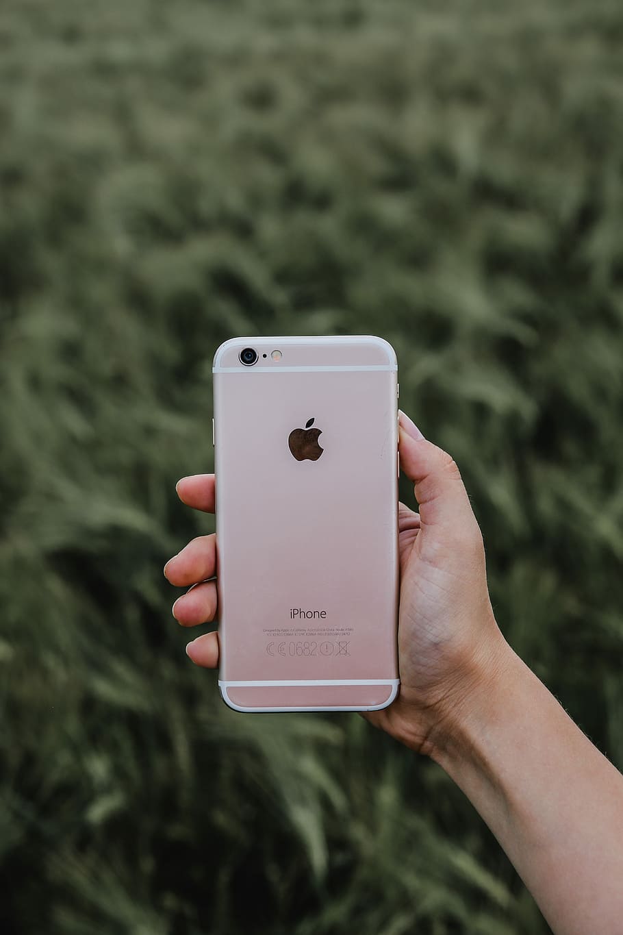 person holding rose gold iPhone 6s, person holding gold iPhone 6, HD wallpaper