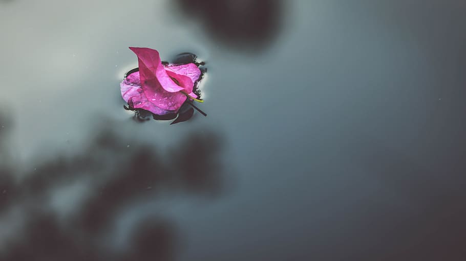 selective focus photography of pink bougainvillea flower on water, pink Bougainvillea floating on water HD wallpaper