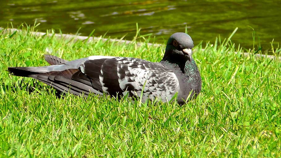 Dove, Rest, Warm, Relax, Animal, Break, summer, sunny, concerns HD wallpaper