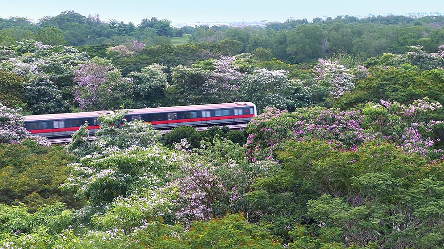 flowers, trees, tabebuia rosea, blossoms, blooming, nature HD wallpaper