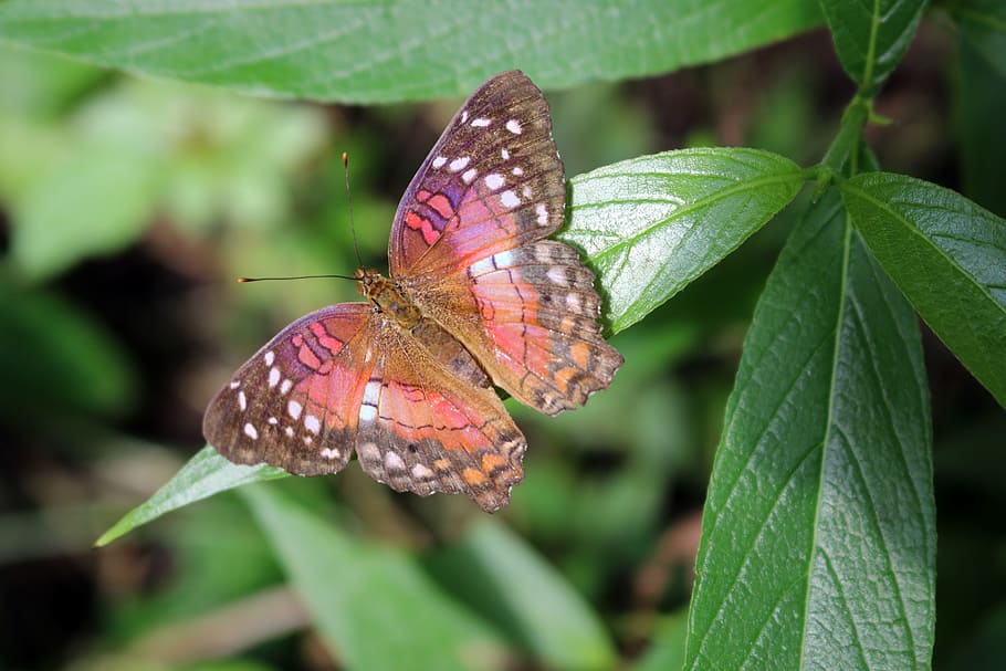 butterfly, bug, insect, nature, wing, colorful, pink, garden HD wallpaper