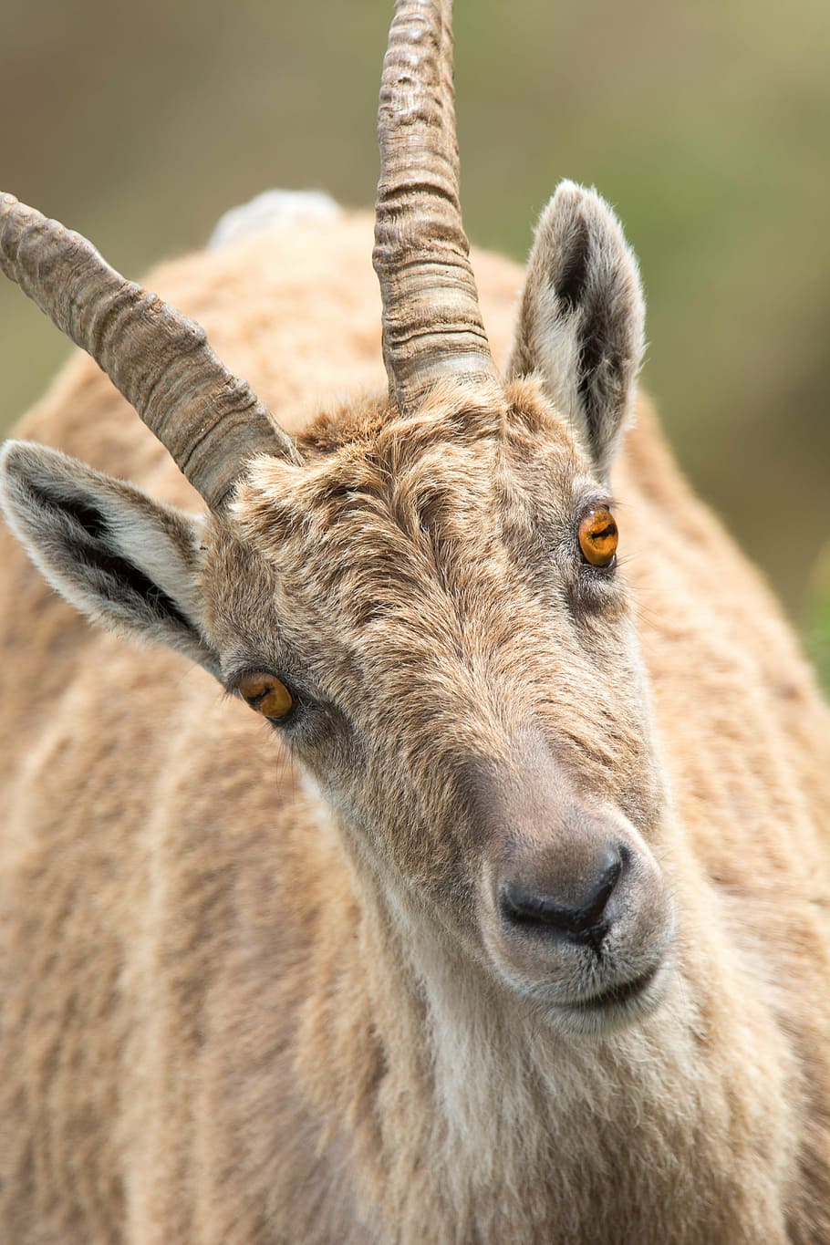 brown antelope at daytime, stone goat, portrait, alpine, bregenzerwald HD wallpaper