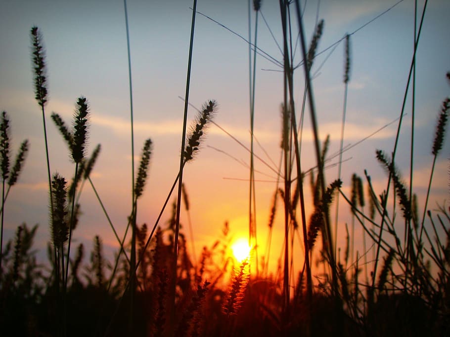sunset, plants, silhouette, grass, nature, growth, agriculture HD wallpaper