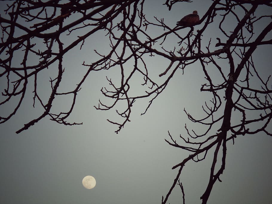turtledove, tree, night, resting, branch, walnut, bare tree HD wallpaper