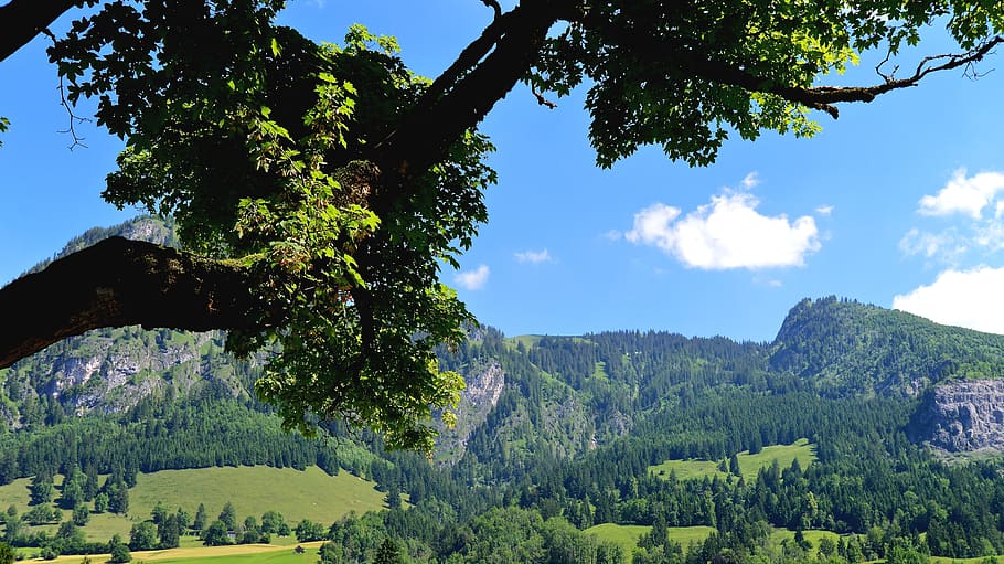 branch, leaves, light, shadow, mountains, tree, leaf, nature HD wallpaper