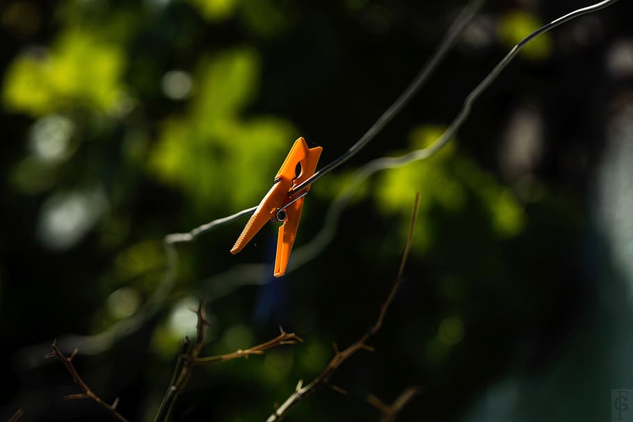 clip, tendedor, plant, close-up, focus on foreground, no people HD wallpaper