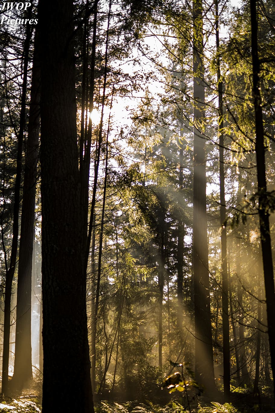 forest, light, autumn, mystical, mood, light beam, sun, nature HD wallpaper