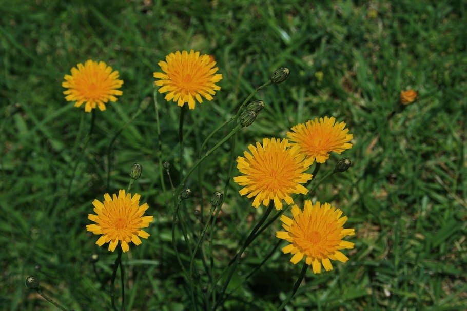 Flowers, Small, Round, Yellow, Dandelion, veld, growth, fragility HD wallpaper