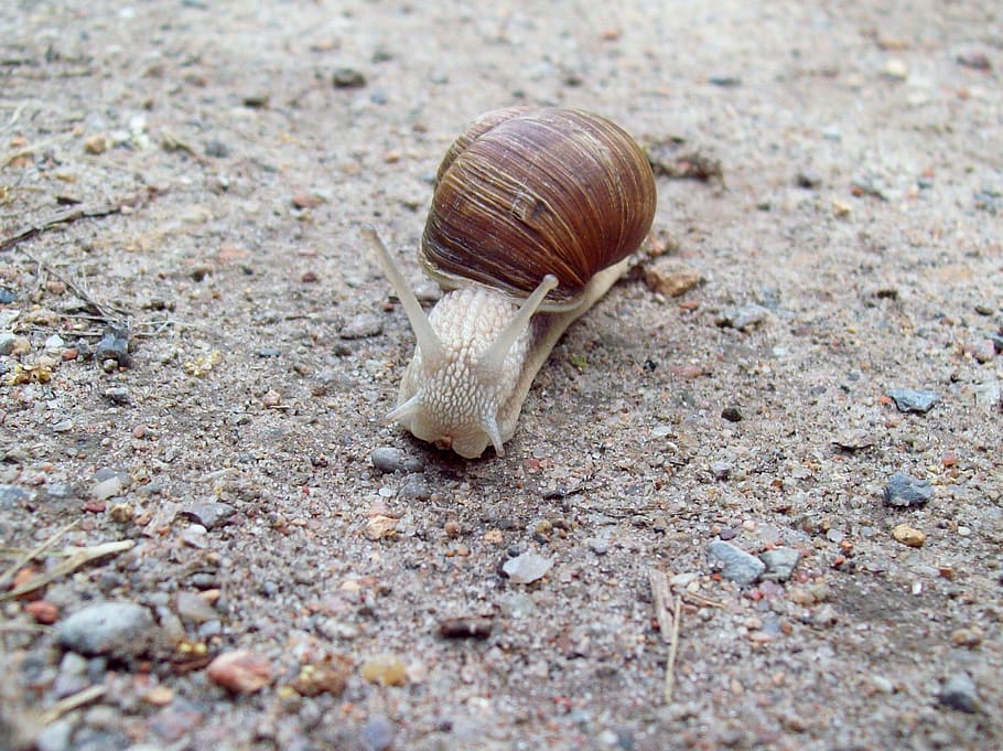 Nature, Snail, Animals, one animal, animal themes, animals in the wild HD wallpaper