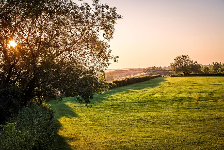 landscape, sunset, tree, green, sunlight, grass, outdoor, natural HD wallpaper