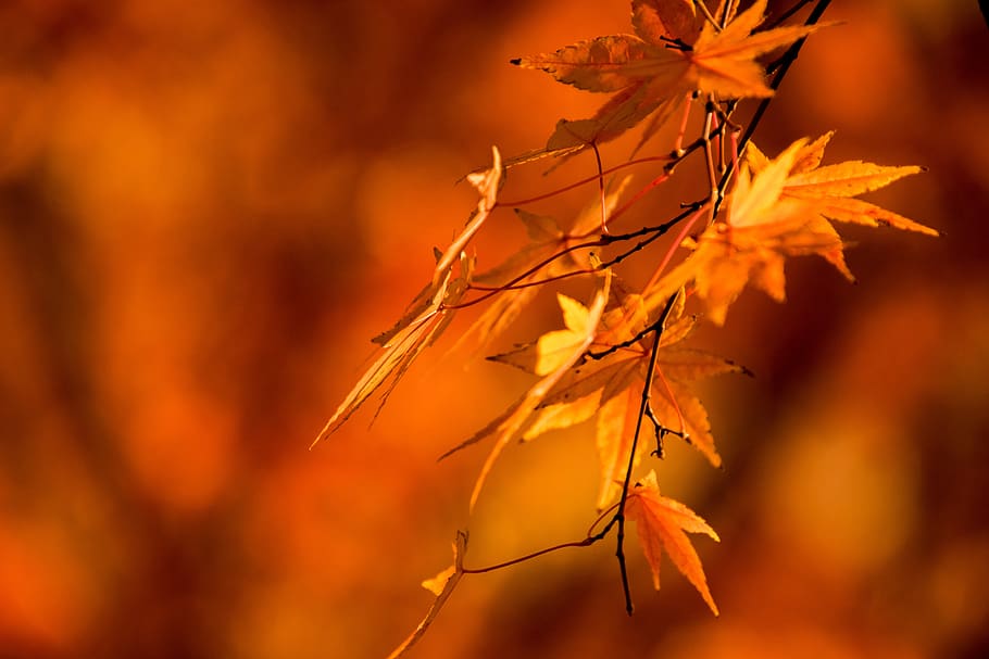 autumn, nature, leaf, tree, plant part, change, orange color HD wallpaper