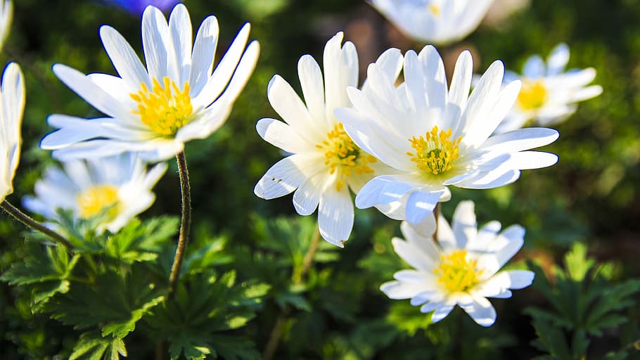 spring, bloom, white, beautiful, warm, sun nature, flower, plant HD wallpaper