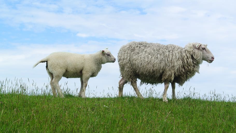 two grey sheeps, lamb, texelschaf, dike, animals, agriculture HD wallpaper