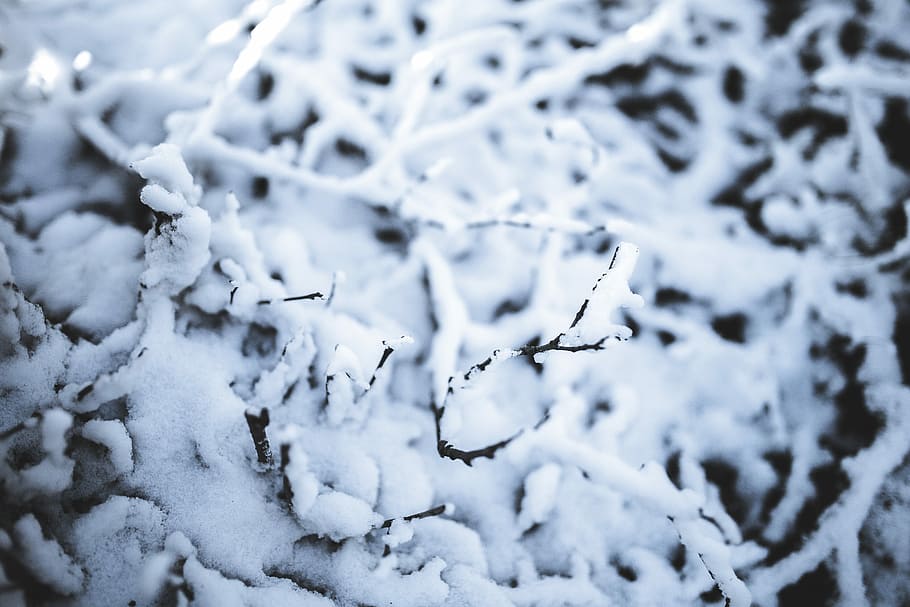 tree coated with snow, Branch, Winter, White, Cold, Cool, minimalist HD wallpaper