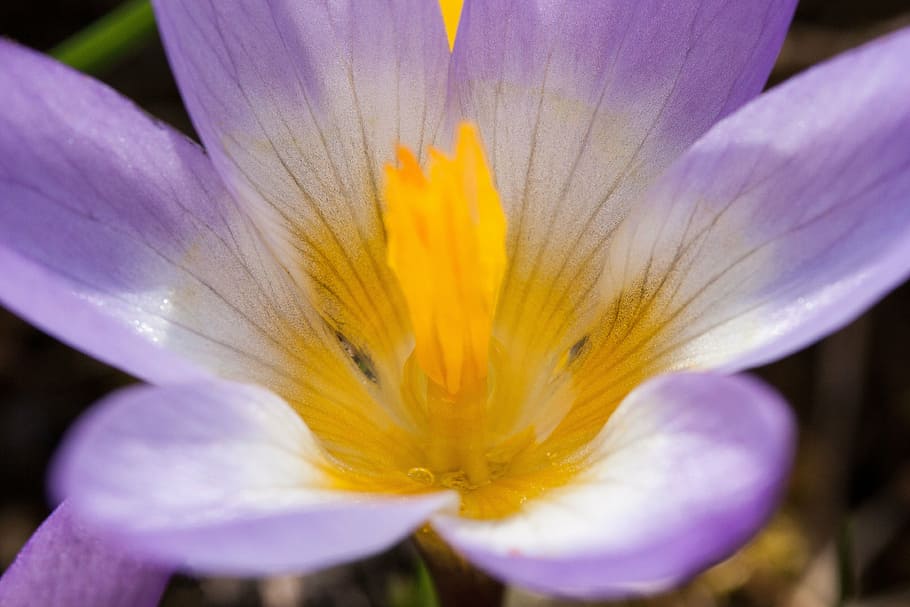 crocus, wildform, schwertliliengewaechs, spring crocus, flowers HD wallpaper
