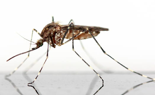 closeup photography of brown Mosquito on white background, insect HD wallpaper