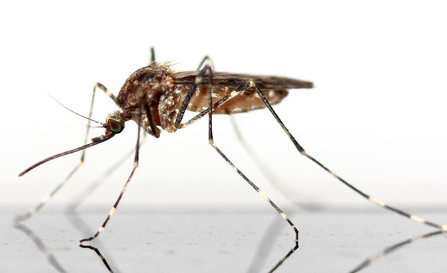 closeup photography of brown Mosquito on white background, insect HD wallpaper