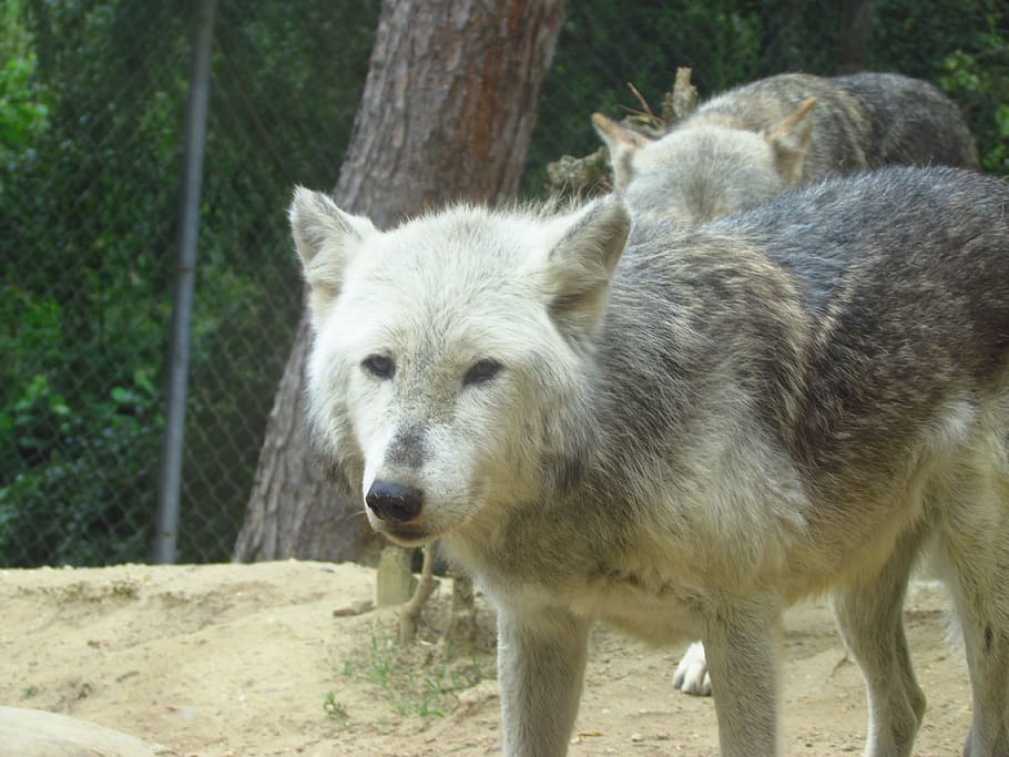 wolf, zoo, wild, predator, one animal, animal themes, day, outdoors HD wallpaper