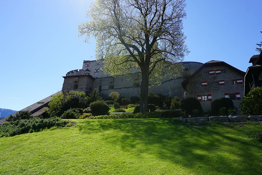 castle, tree, nature, middle ages, plant, architecture, built structure HD wallpaper