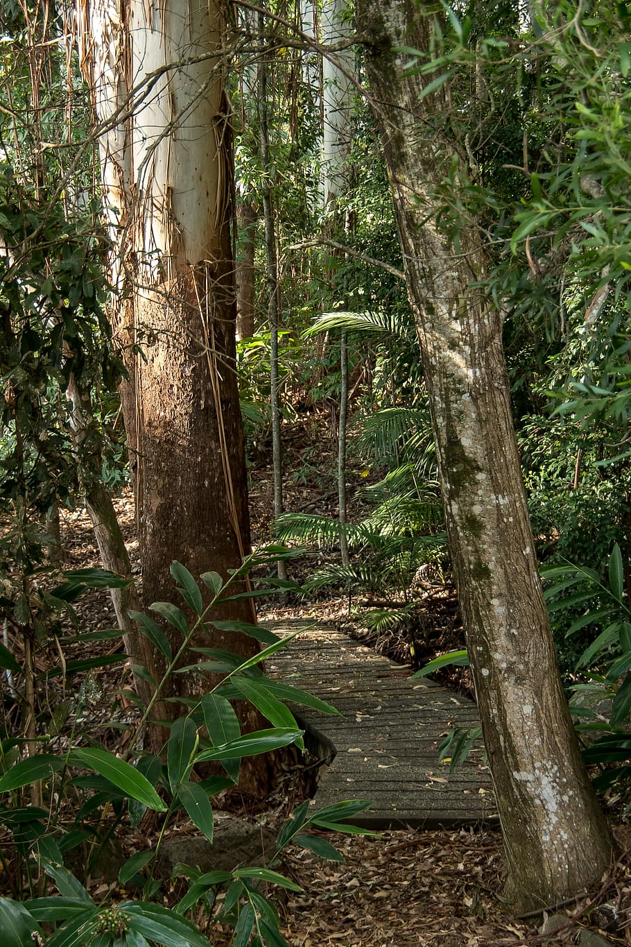 Rain Forest, Gum Trees, eucalypts, path, track, green, native HD wallpaper
