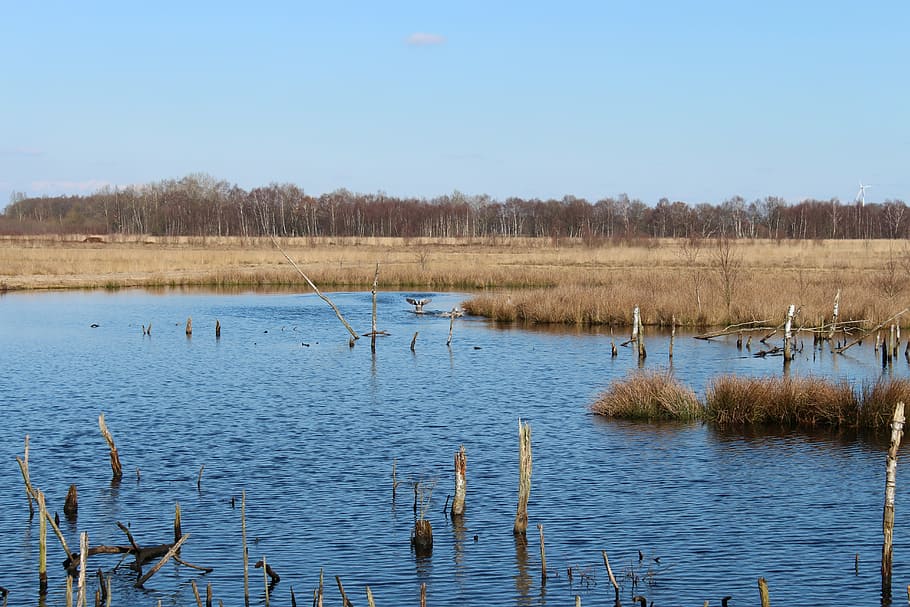 moor, may, spring, nature conservation, moist, reed, wide, water HD wallpaper