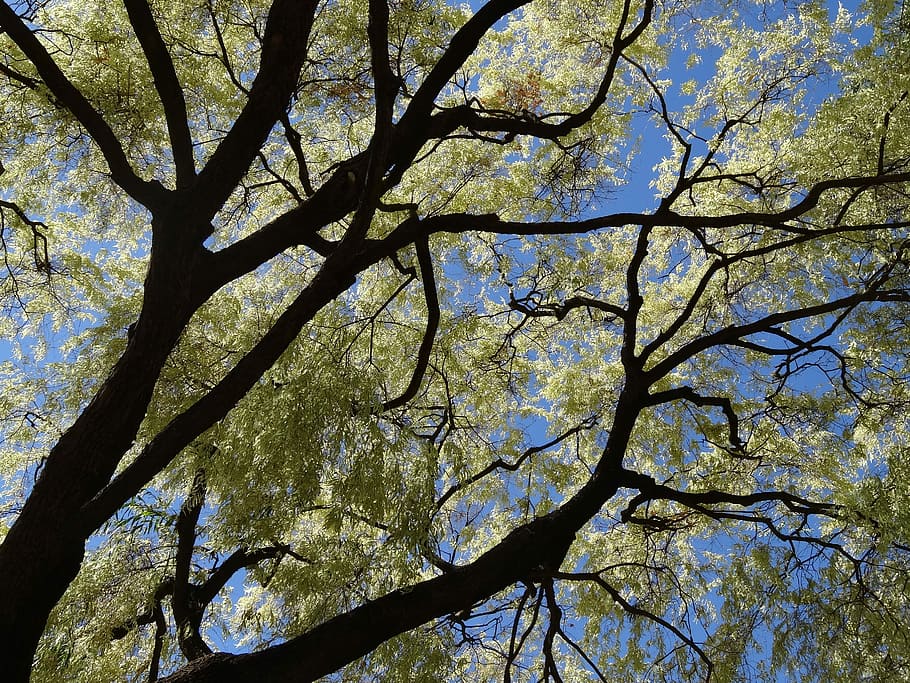 Tree, Australia, Nature, Park, Garden, branch, low angle view HD wallpaper