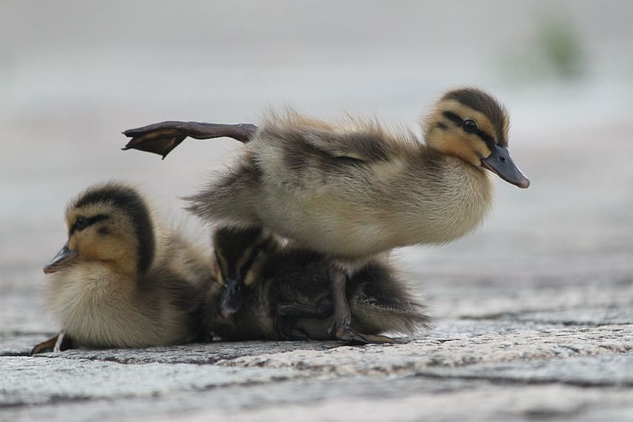 close-up photo of four brown ducklings, bird, waterfowl, creatures HD wallpaper