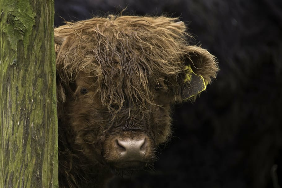 brown, scottish, highlander, cow, cattle, calf, nature, animal HD wallpaper