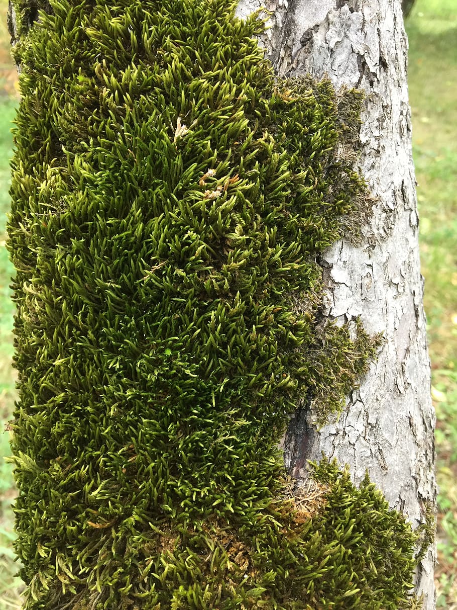 moss, tree, macro, trunk, forest, green, plant, growth, green color HD wallpaper