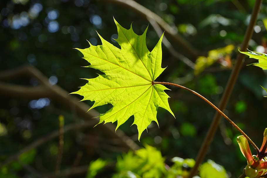 Leaf, Maple, Back Light, green, light green, tree, acer platanoides HD wallpaper