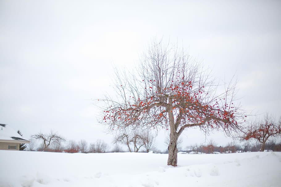 red fruit tree on white snow covered field, apple tree, winter apple tree, HD wallpaper