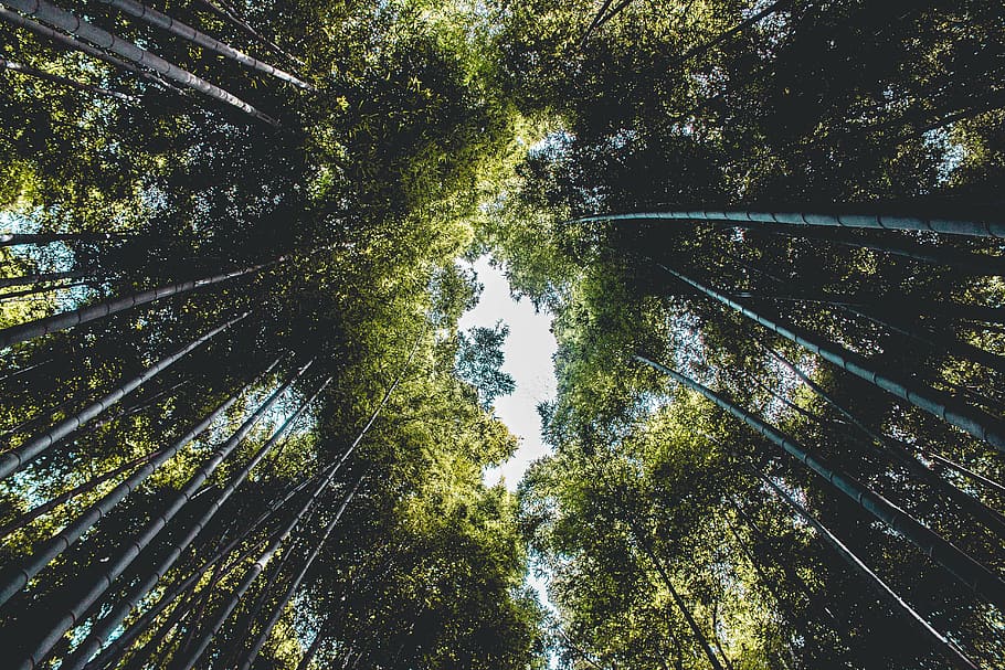 forest, low angle shot, nature, perspective, trees, woods, plant HD wallpaper