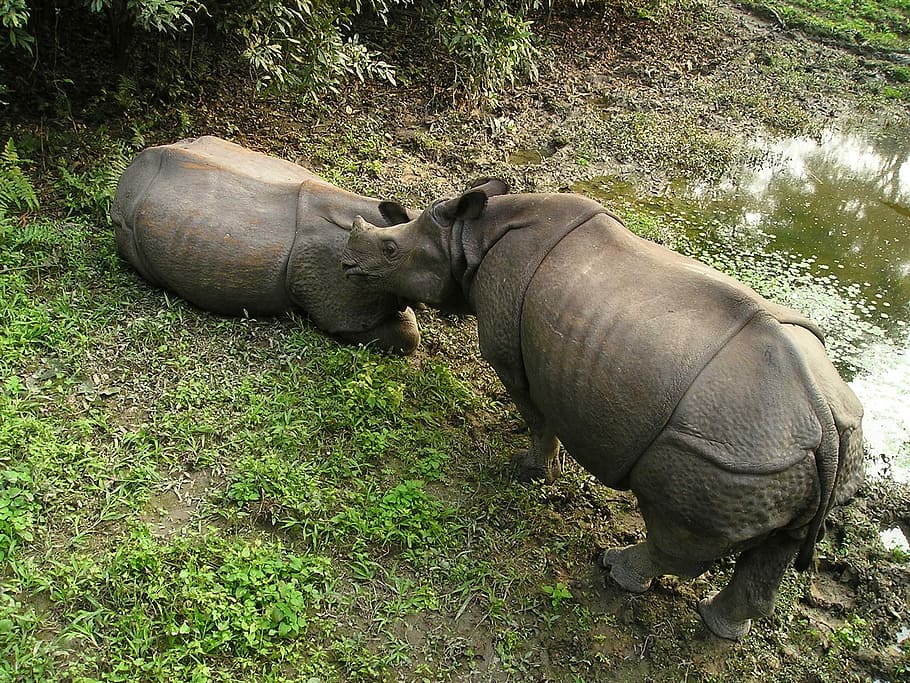 HD wallpaper: Rhino, Nepal, National Park, Chitwan, animals in the wild, animal  wildlife | Wallpaper Flare