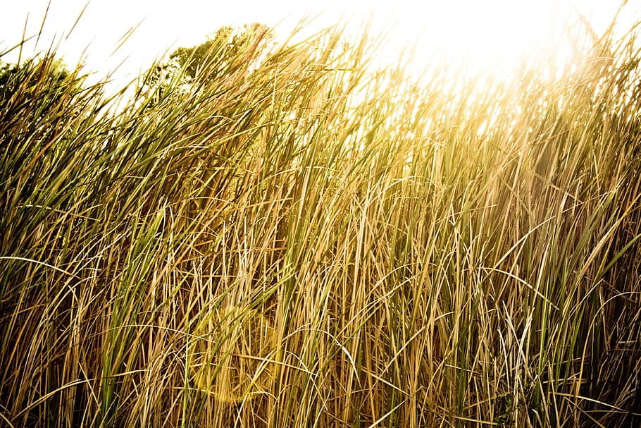 field, sun, backlit, summer, grass, yellow, sunlight, sunshine HD wallpaper