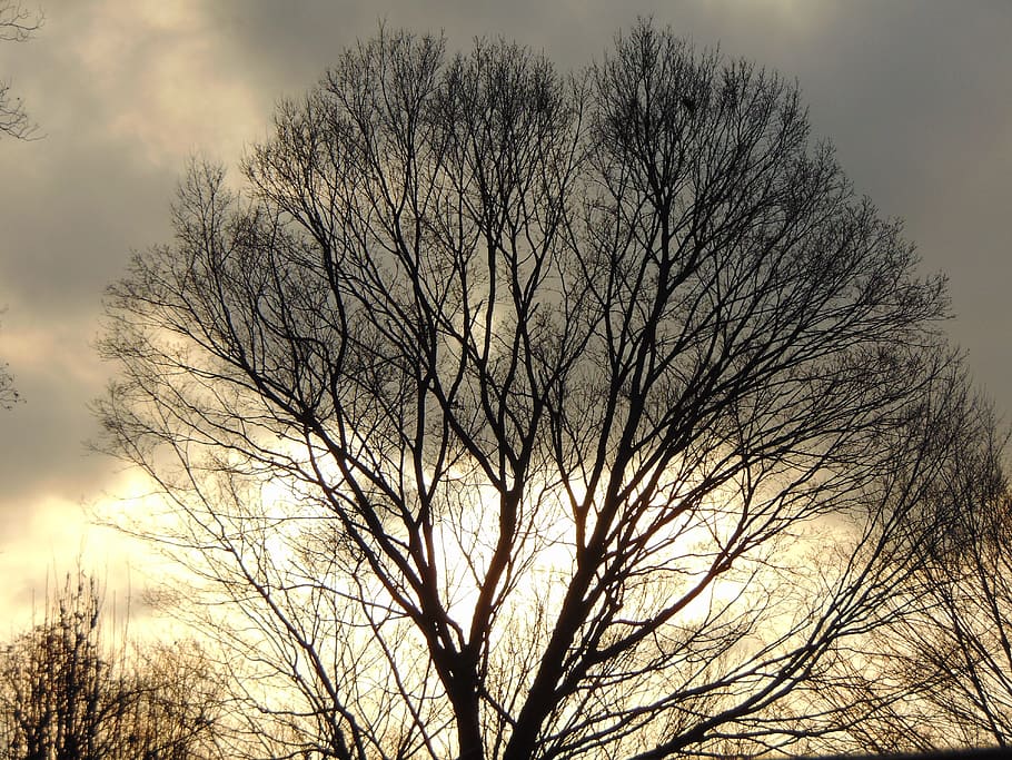 tree, winter, sunset, sky, plant, bare tree, branch, no people HD wallpaper