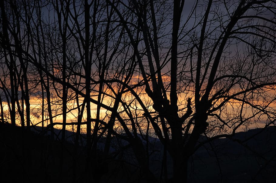 Sunset, Landscape, Tree, Sky, trees, nature, horizon, dusk HD wallpaper