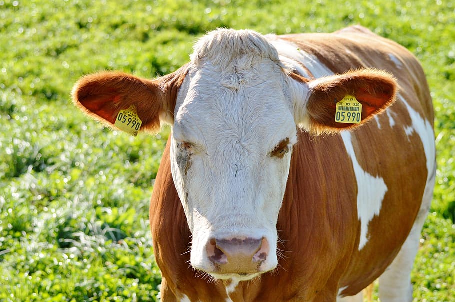 cow, beef, ruminant, cattle, livestock, paarhufer, pasture HD wallpaper