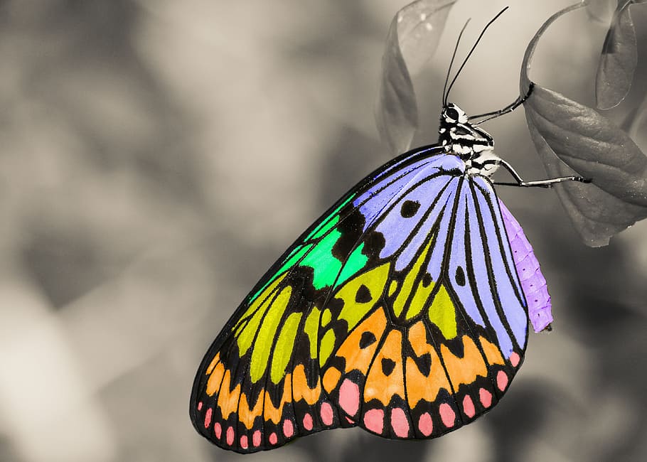 selective focus of multicolored butterfly leaf, colorful, insect