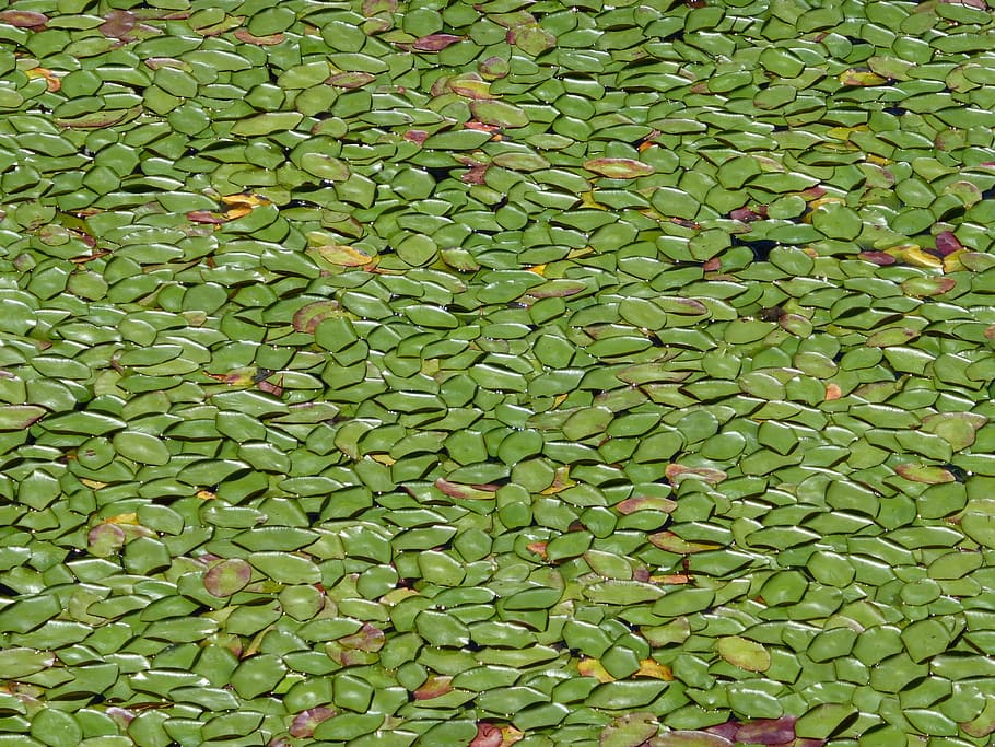 Leaves, Green, Pattern, Nature, Leaf, plant, pond, backgrounds HD wallpaper