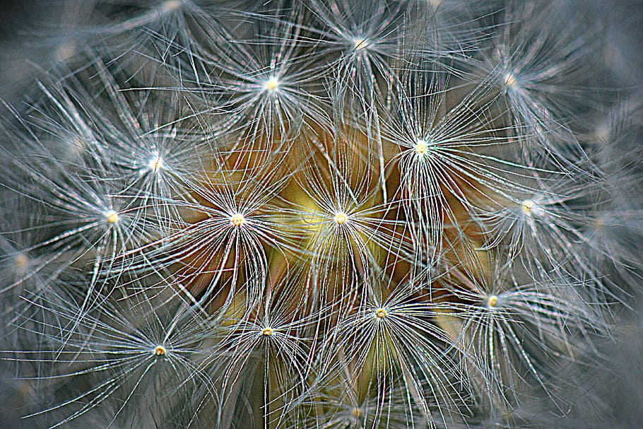 dandelion, nature, flower, macro, fluff, flowering plant, fragility HD wallpaper