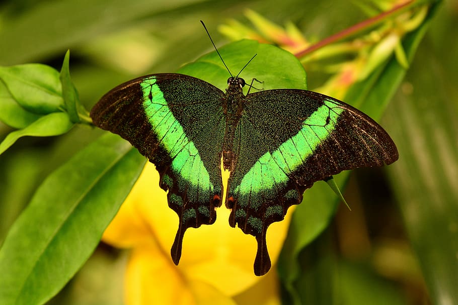 black and green butterfly on green leaves, emerald swallowtail
