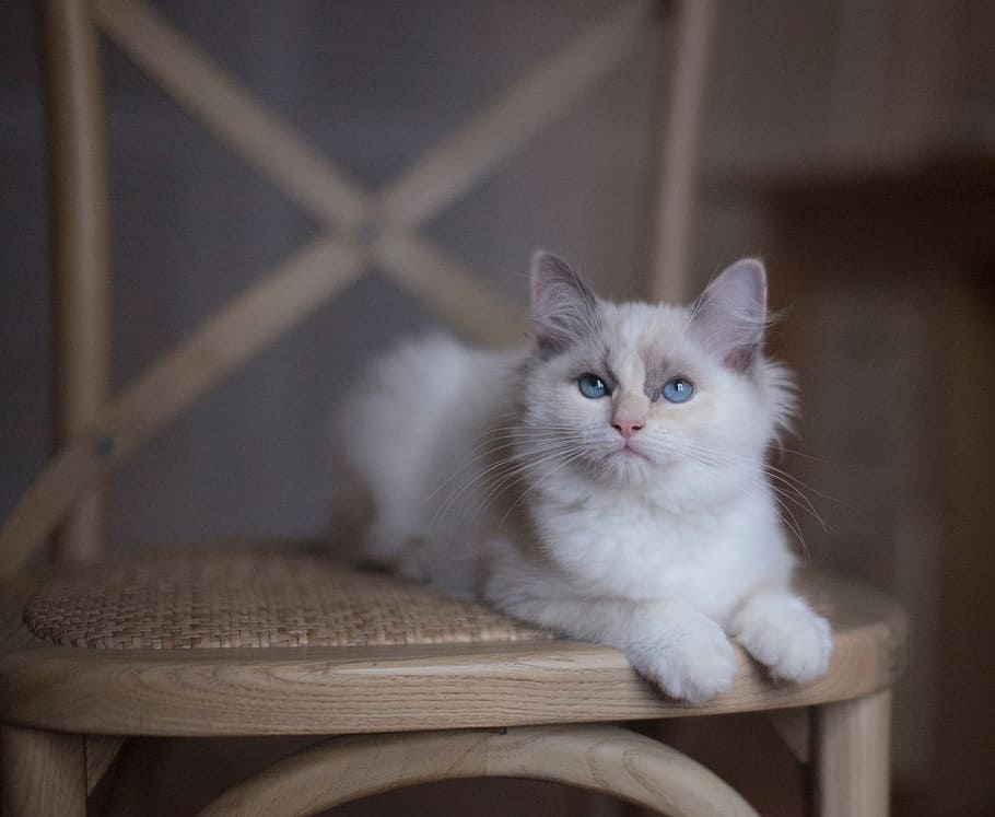inside, house, white, cat, pet, domestic, pets, domestic animals HD wallpaper