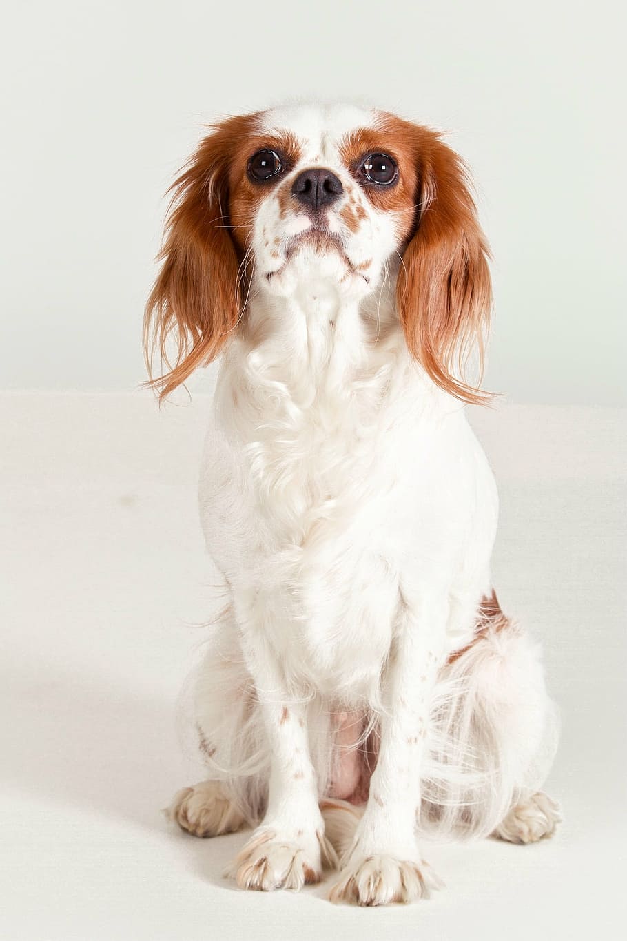 adult tan and white Cavalier King Charles spaniel, dog, bi color, HD wallpaper