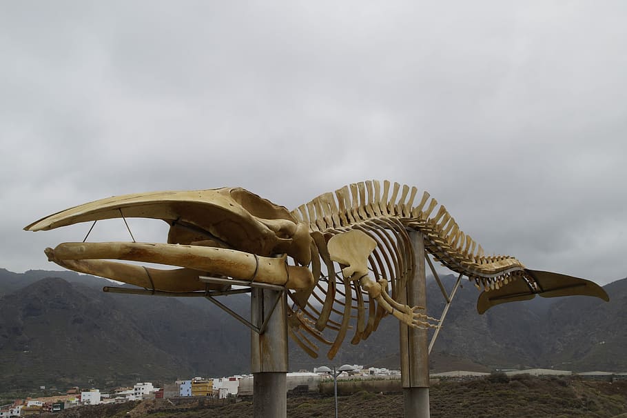 Whale, Skeleton, Monument, whale skeleton, wal, tenerife, atlantic coast HD wallpaper
