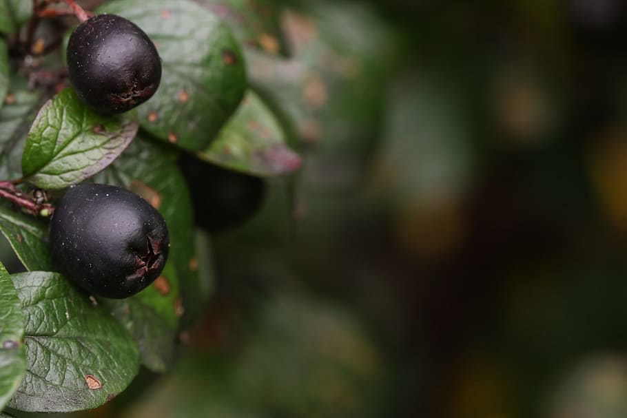 berry, autumn, fall, blue, fruit, healthy eating, food and drink HD wallpaper
