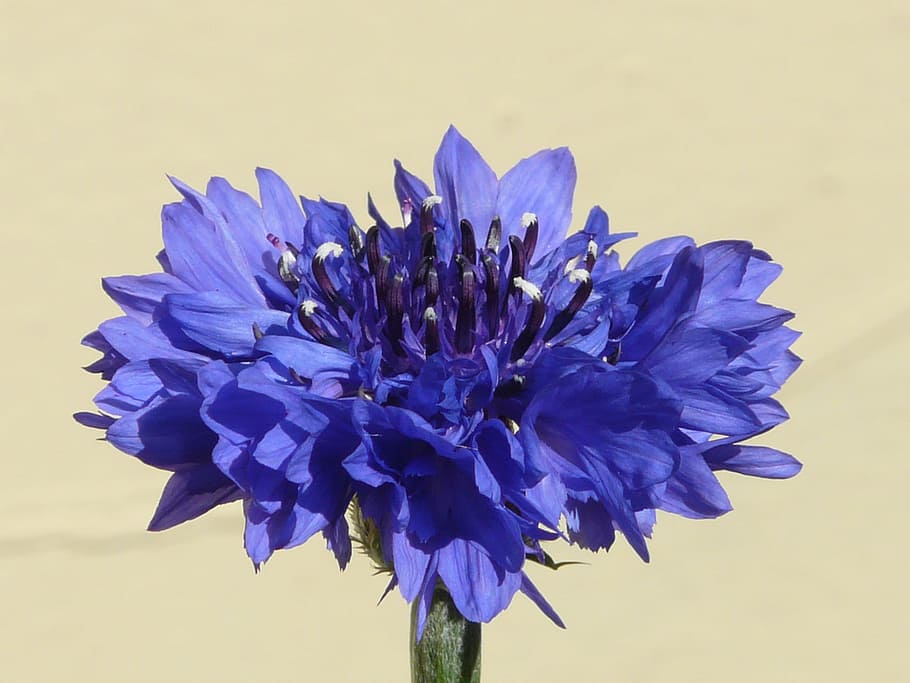 Cornflower, Blue, Blue, Flower, Blossom, Bloom, summer, centaurea cyanus HD wallpaper