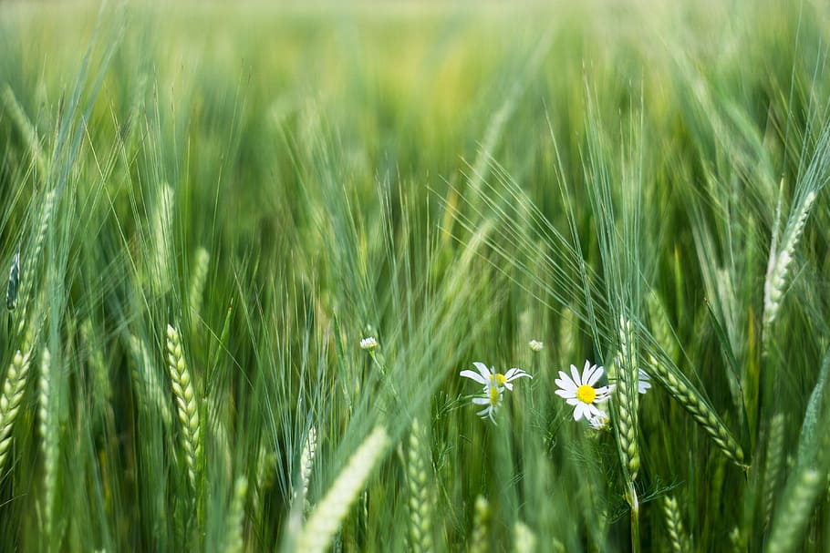 Corn, Barley, Field, Ears, the cultivation of, agriculture HD wallpaper