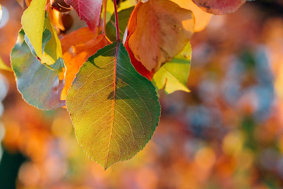selective focus photography of green leaf, autumn, close-up HD wallpaper