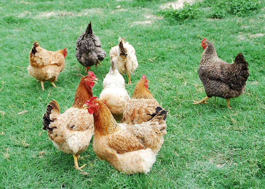 HD wallpaper: Hens, Animals, Peck, Home, chicken - bird, livestock, domestic  animals | Wallpaper Flare